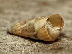 Image of Pointed snail