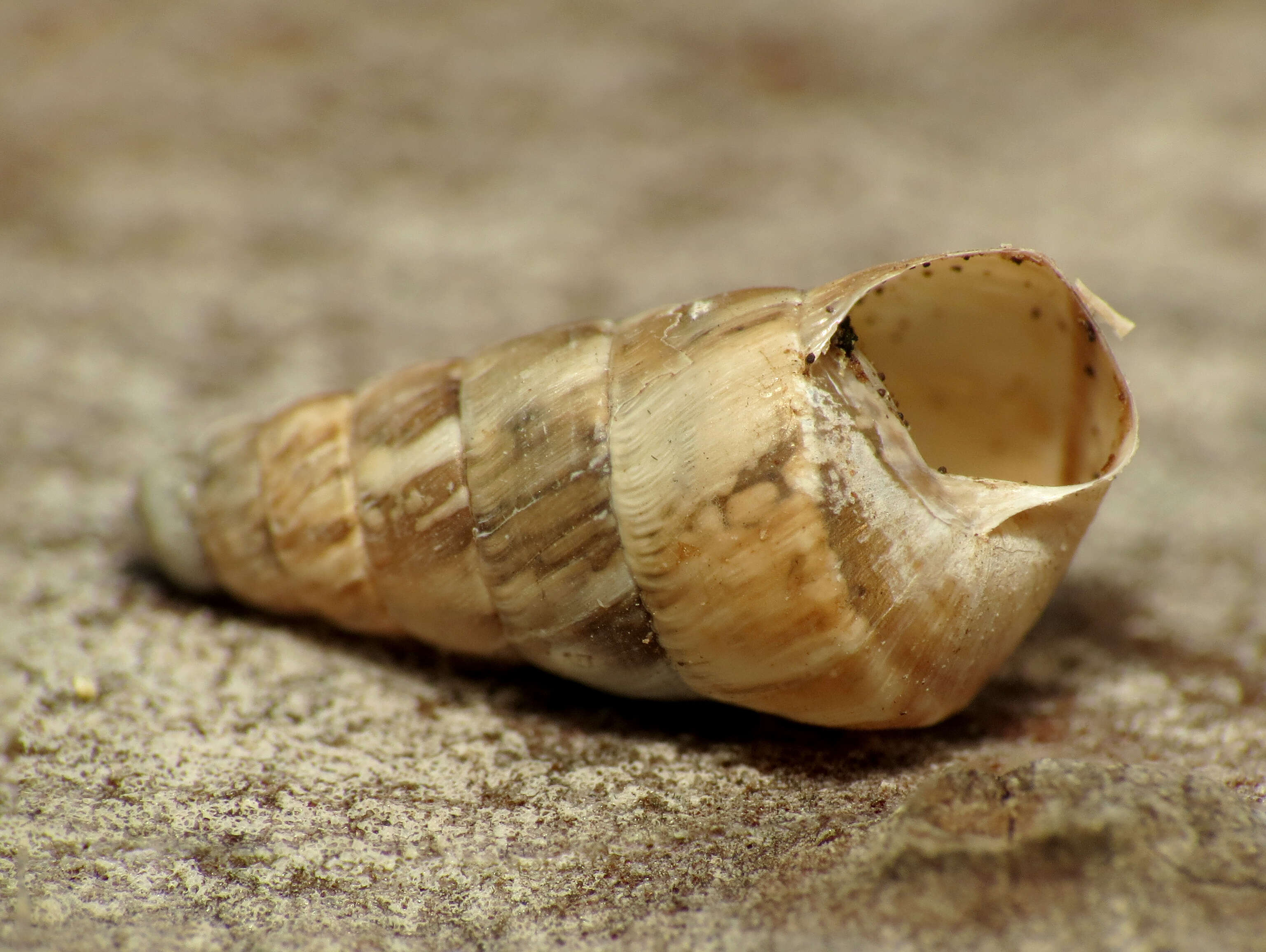 Image of Pointed snail