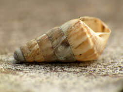 Image of Pointed snail