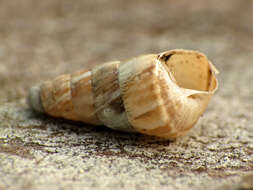 Image of Pointed snail