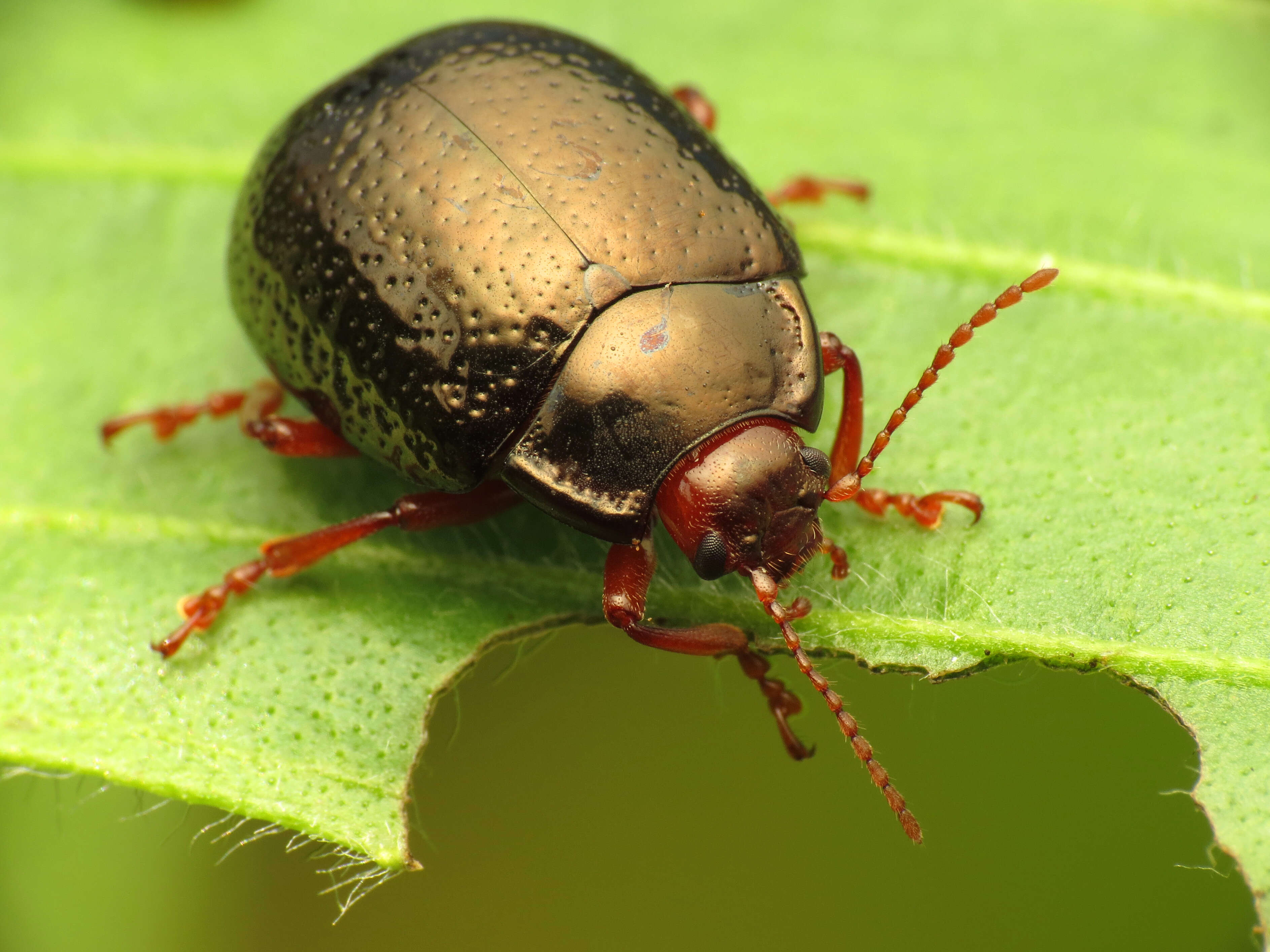 Image of Chrysolina bankii