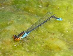 Image of Small Red-Eyed Damselfly