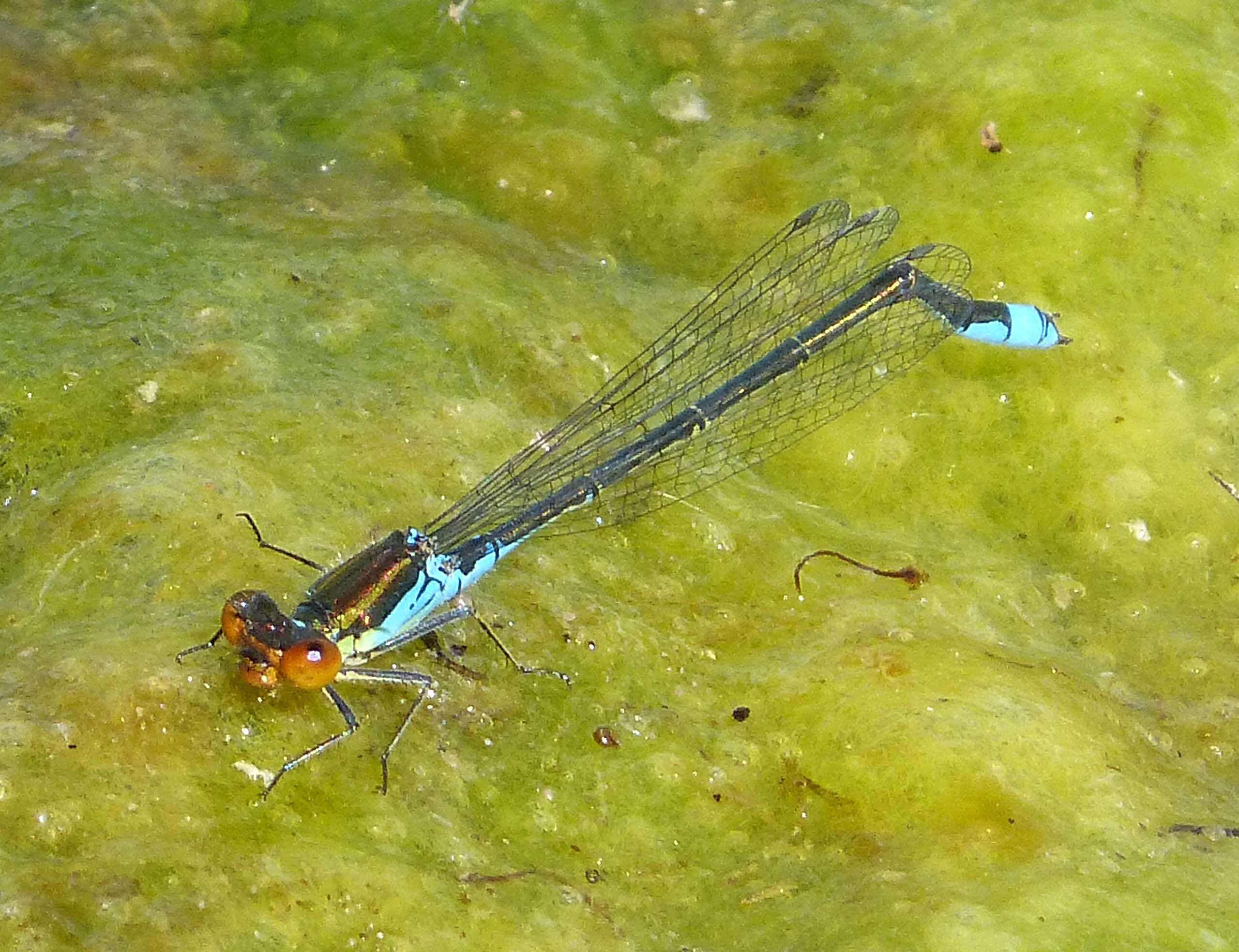 Image of Small Red-Eyed Damselfly