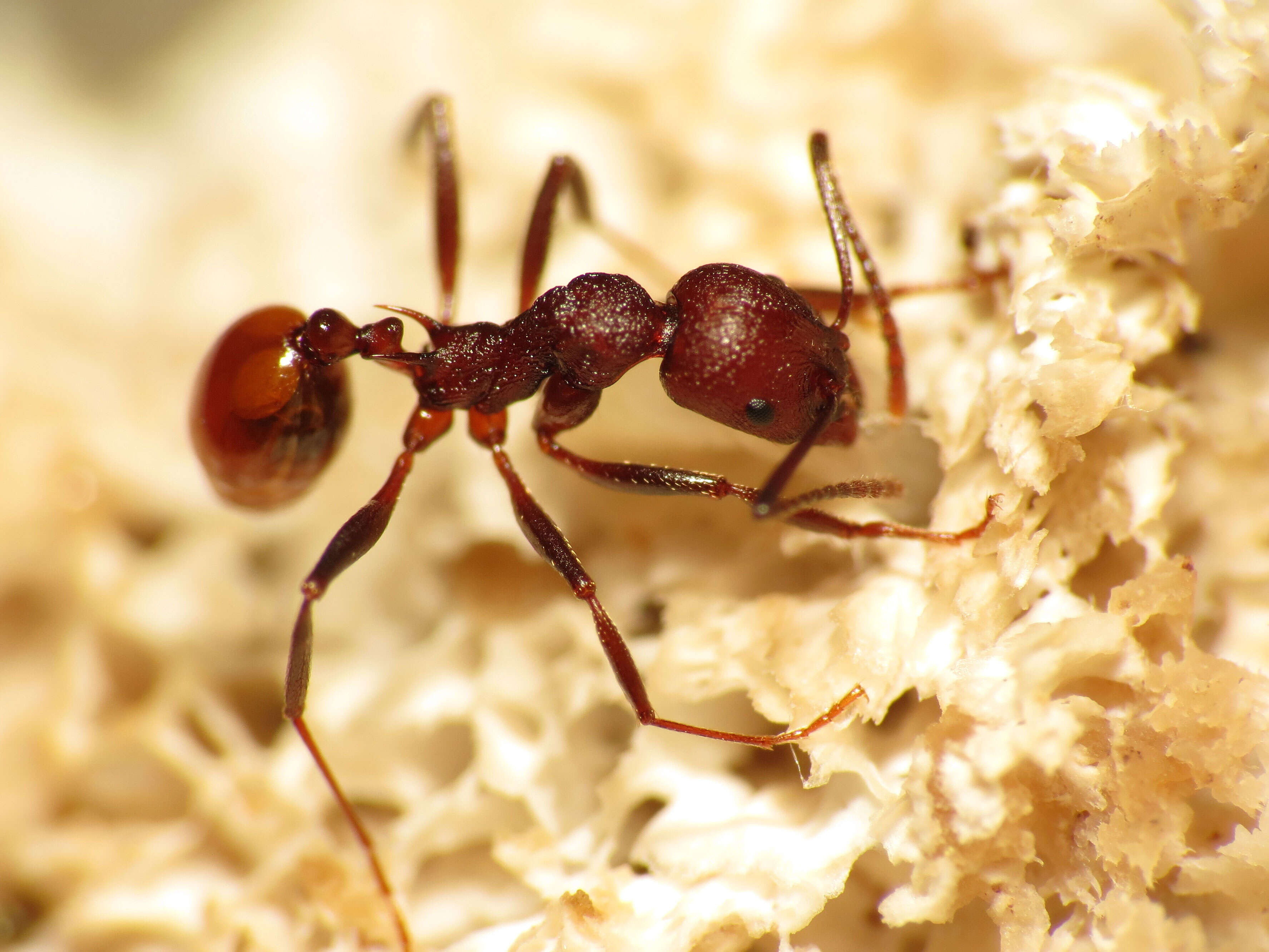 Image of Aphaenogaster tennesseensis (Mayr 1862)