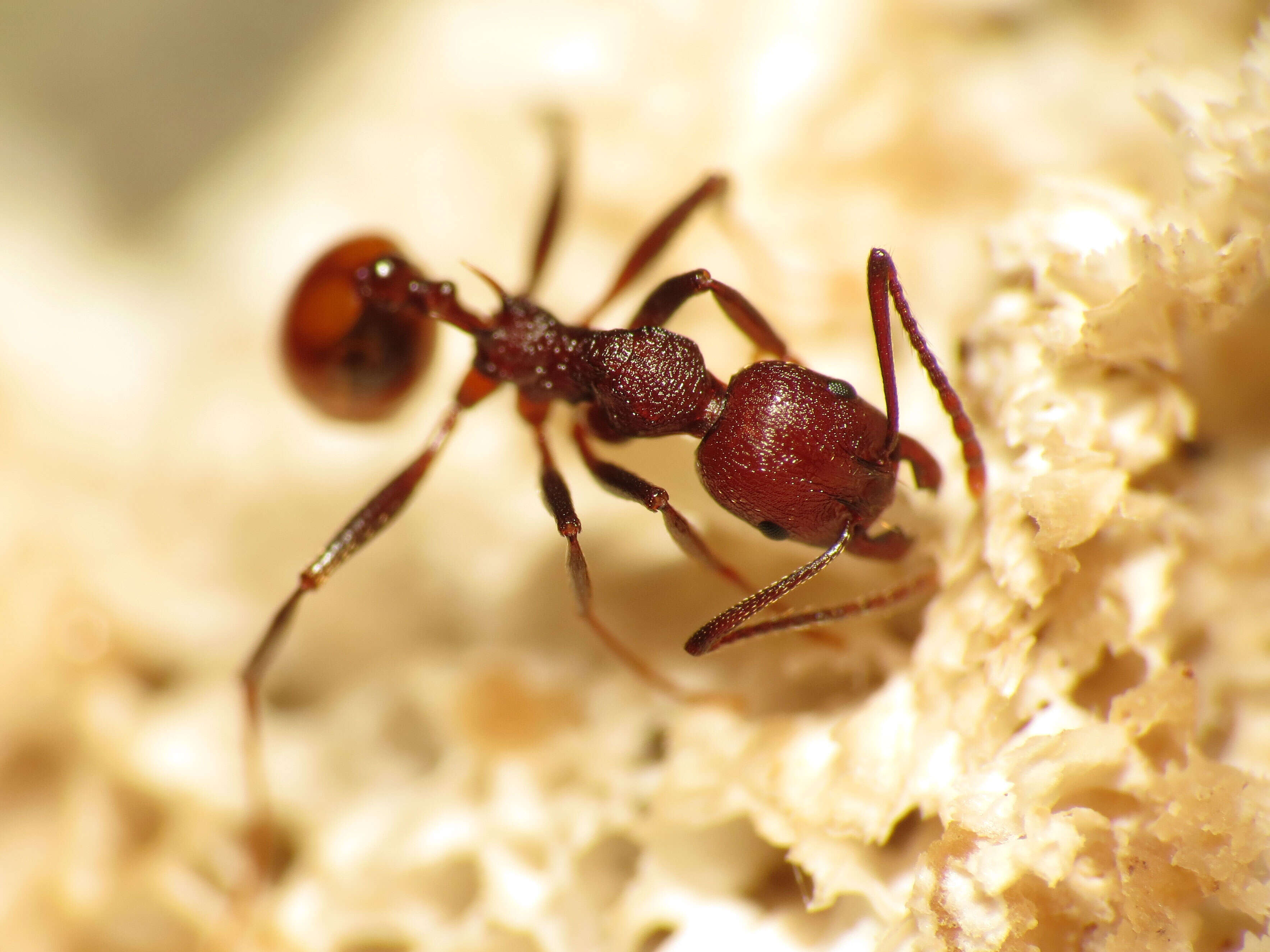 Image of Aphaenogaster tennesseensis (Mayr 1862)