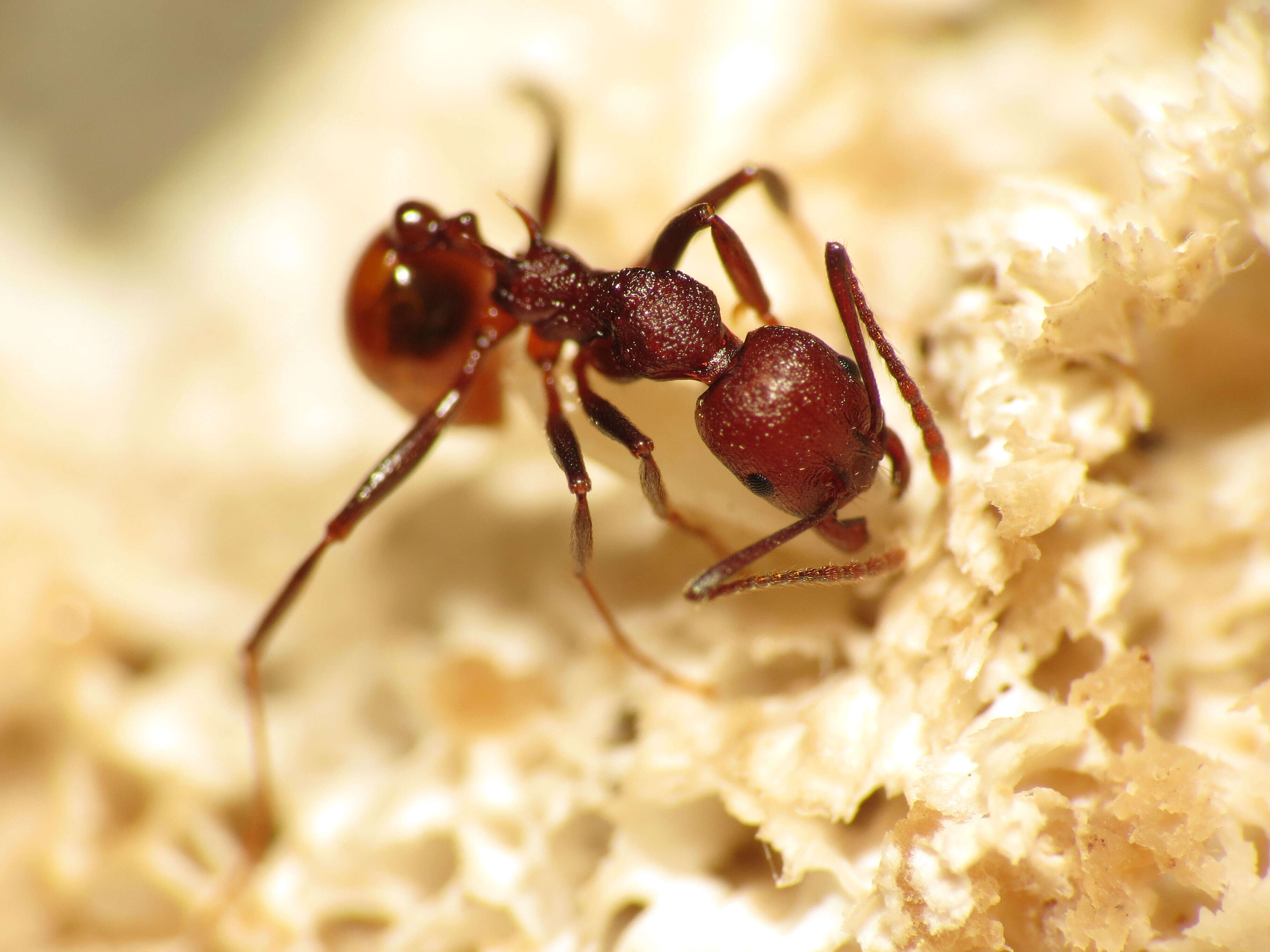 Image of Aphaenogaster tennesseensis (Mayr 1862)