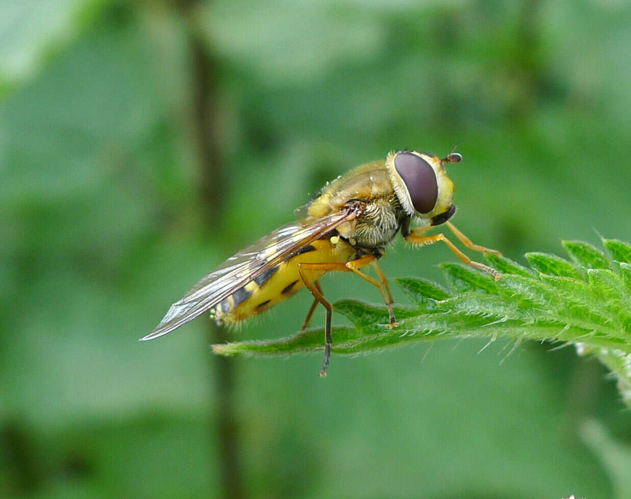 Image of Common Banded Hoverfly