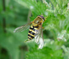 Image of Common Banded Hoverfly