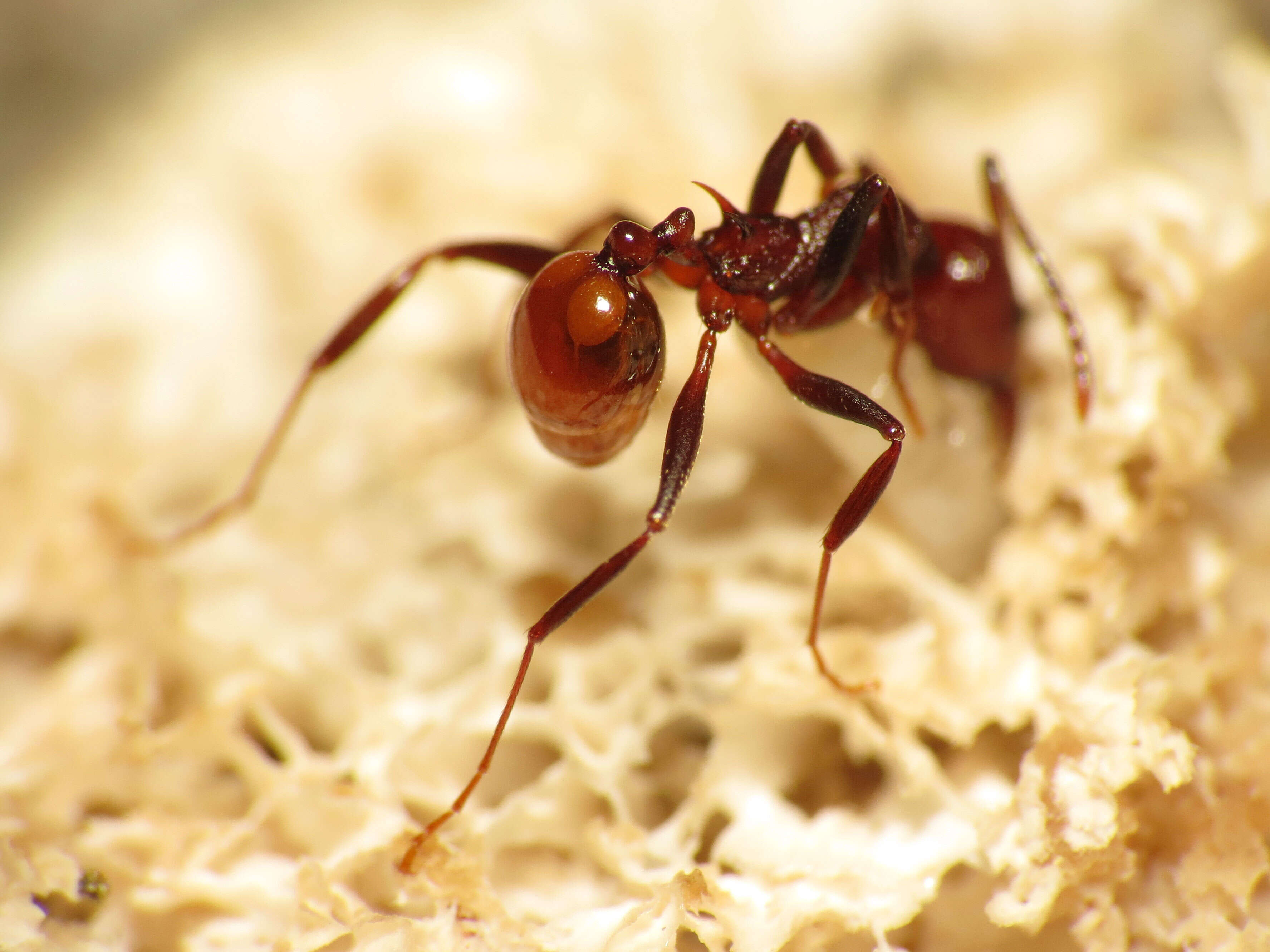 Image of Aphaenogaster tennesseensis (Mayr 1862)