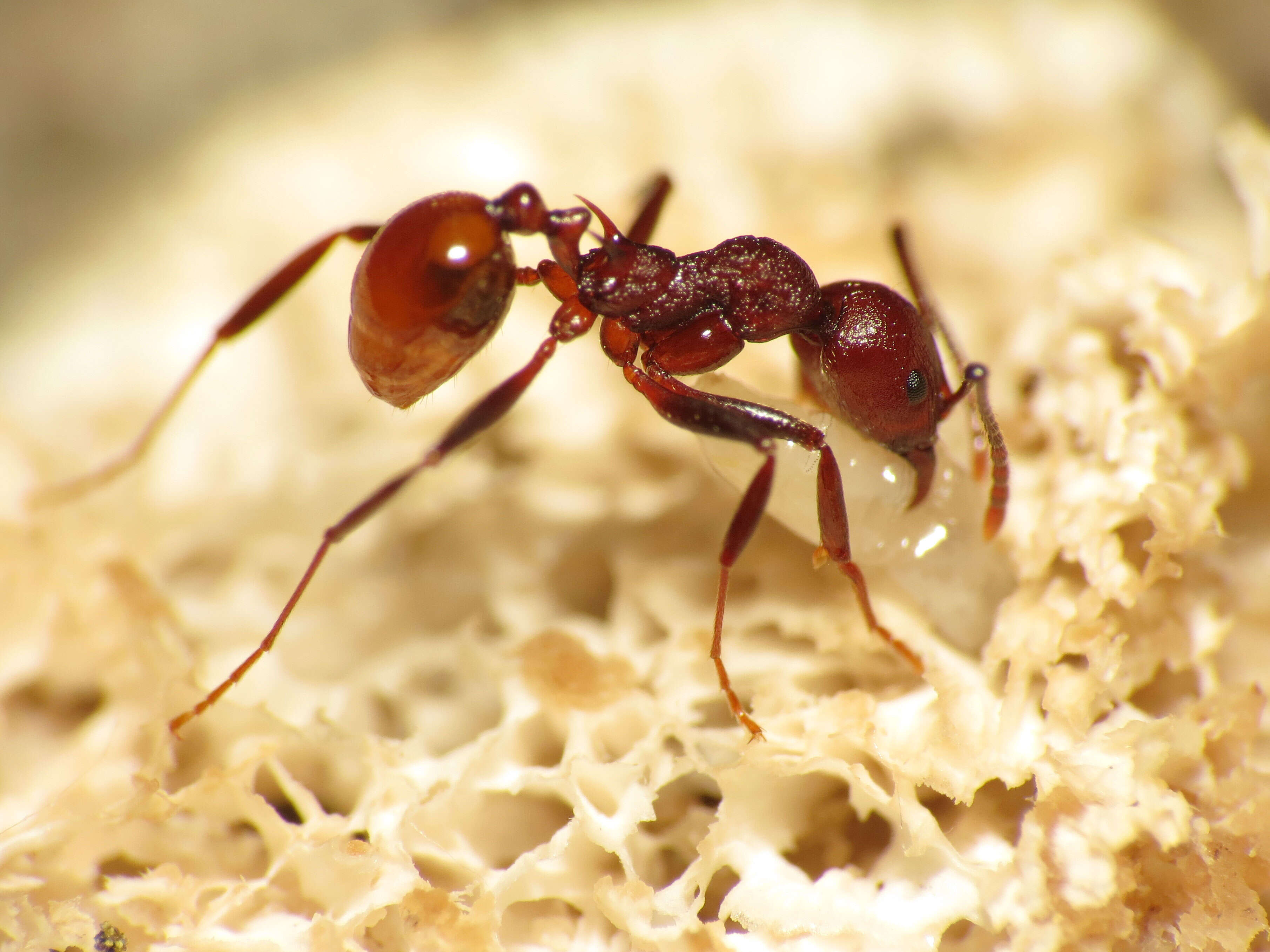 Image of Aphaenogaster tennesseensis (Mayr 1862)