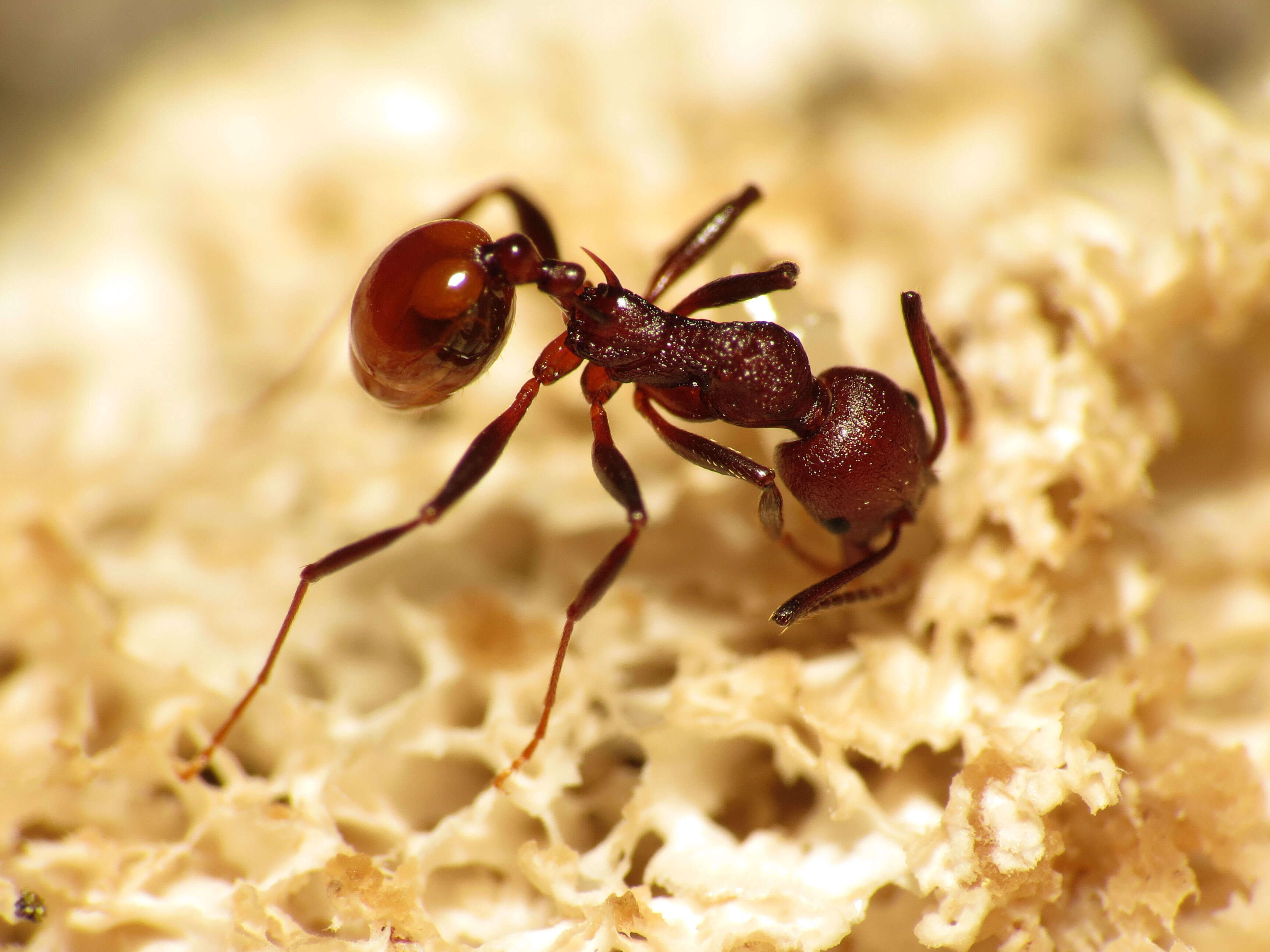 Image of Aphaenogaster tennesseensis (Mayr 1862)