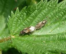 Image of Nettle Ground Bug