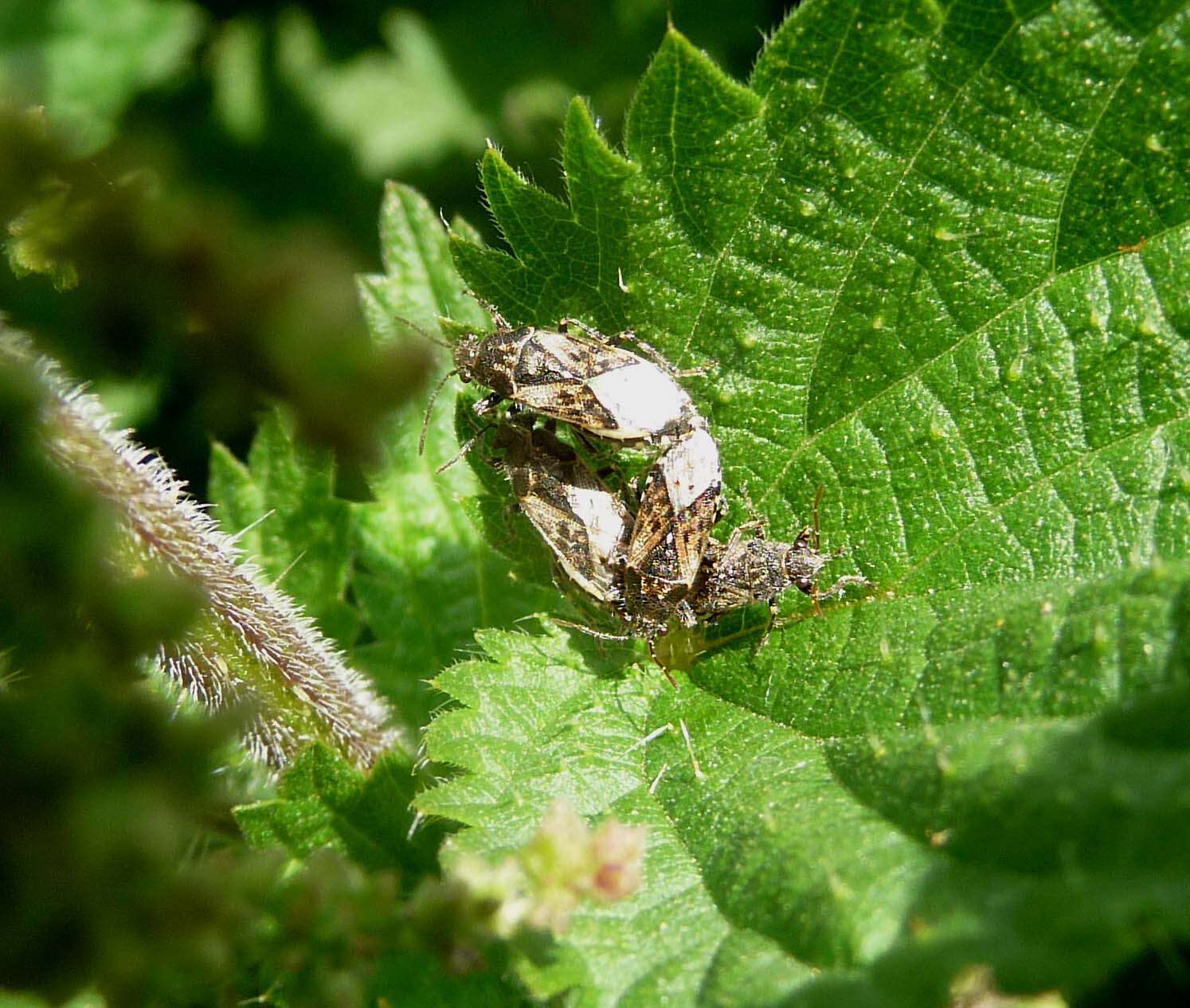 Image of Nettle Ground Bug