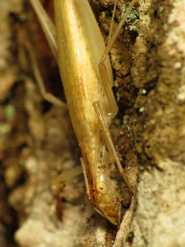 Image of Narrow-winged Tree Cricket