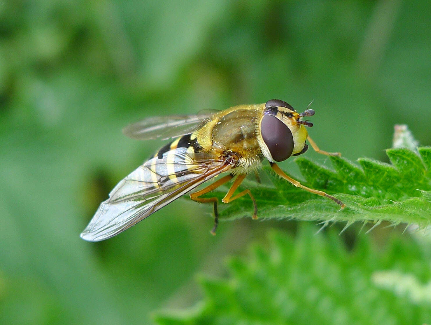 Image of Common Banded Hoverfly