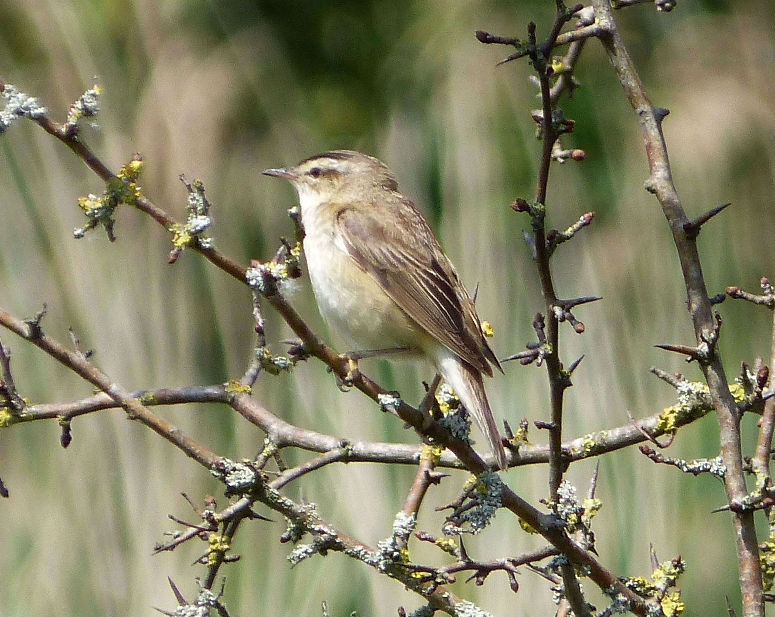 Image of Sedge Warbler