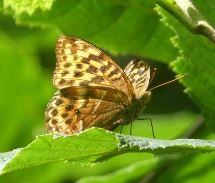 Image of silver-washed fritillary