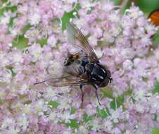 Image of House fly