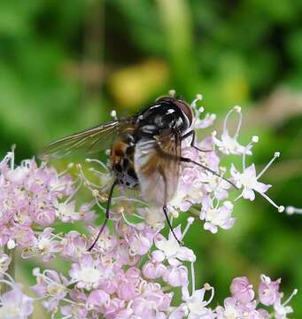 Image of House fly