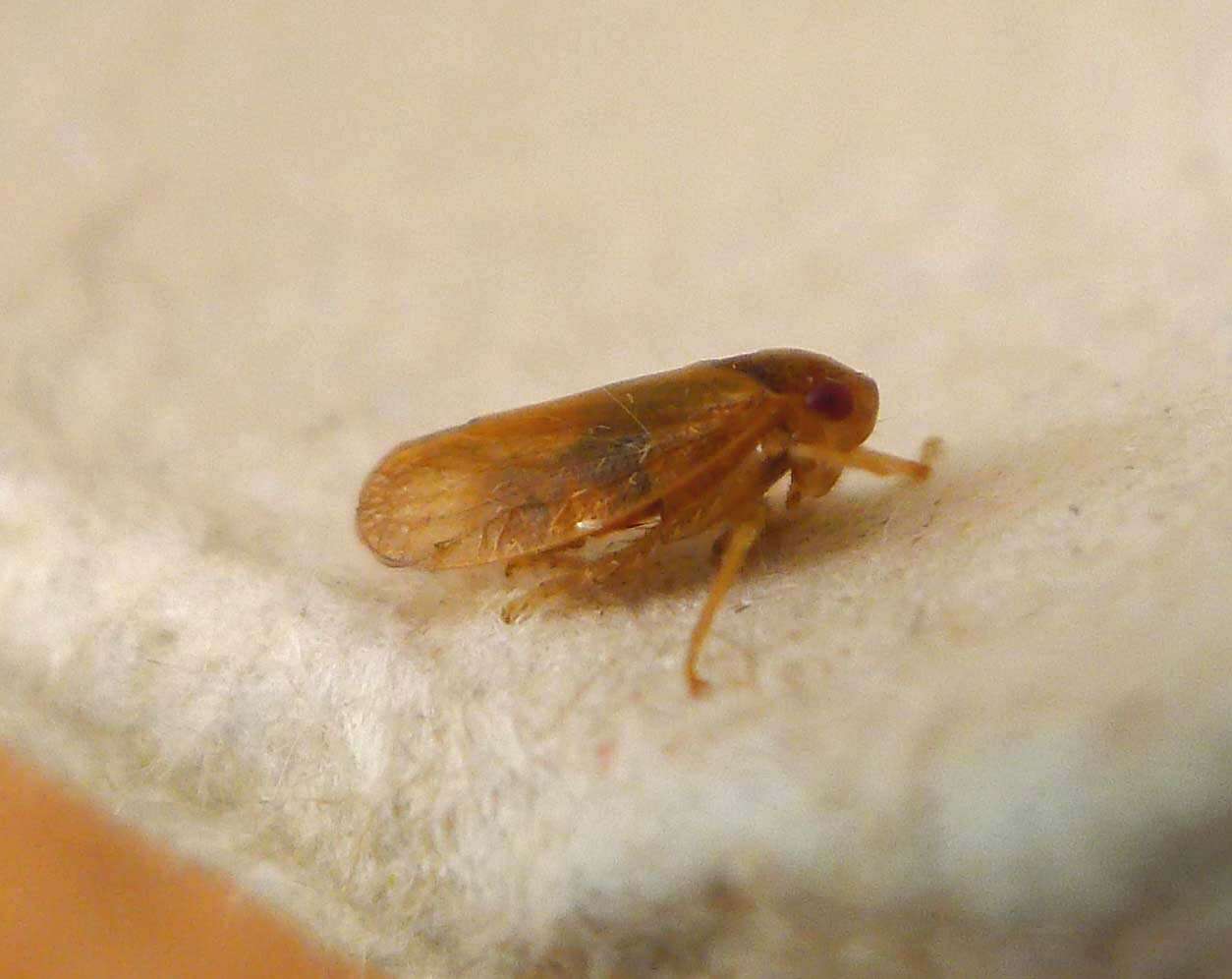 Image of delphacid planthoppers