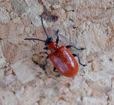 Image of Scarlet lily beetle