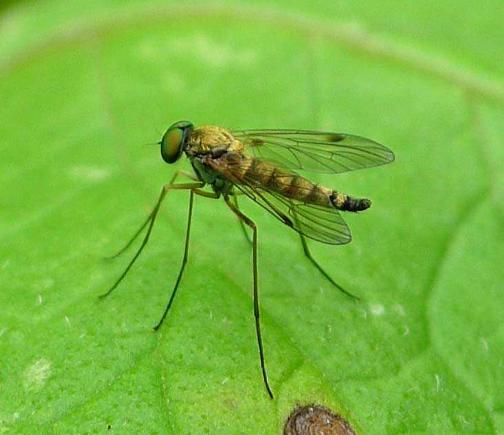 Image of Chrysopilus asiliformis