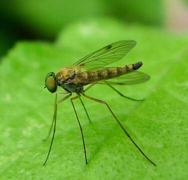 Image of Chrysopilus asiliformis