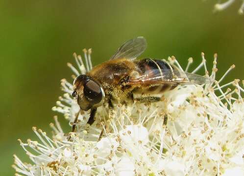 Imagem de <i>Eristalis nemorum</i>