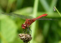 Image of Ruddy Darter