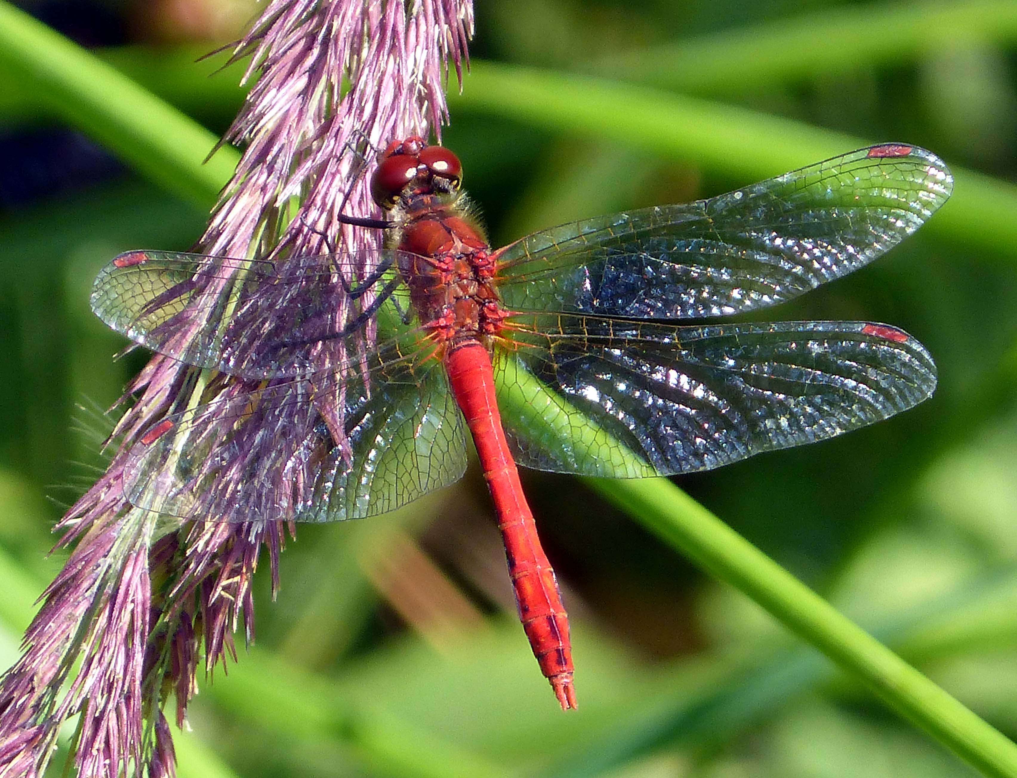 Image of Ruddy Darter