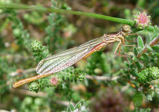 Image of small red damselfly