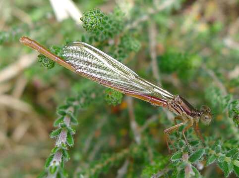 Image of small red damselfly