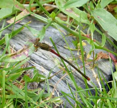 Image of small red damselfly