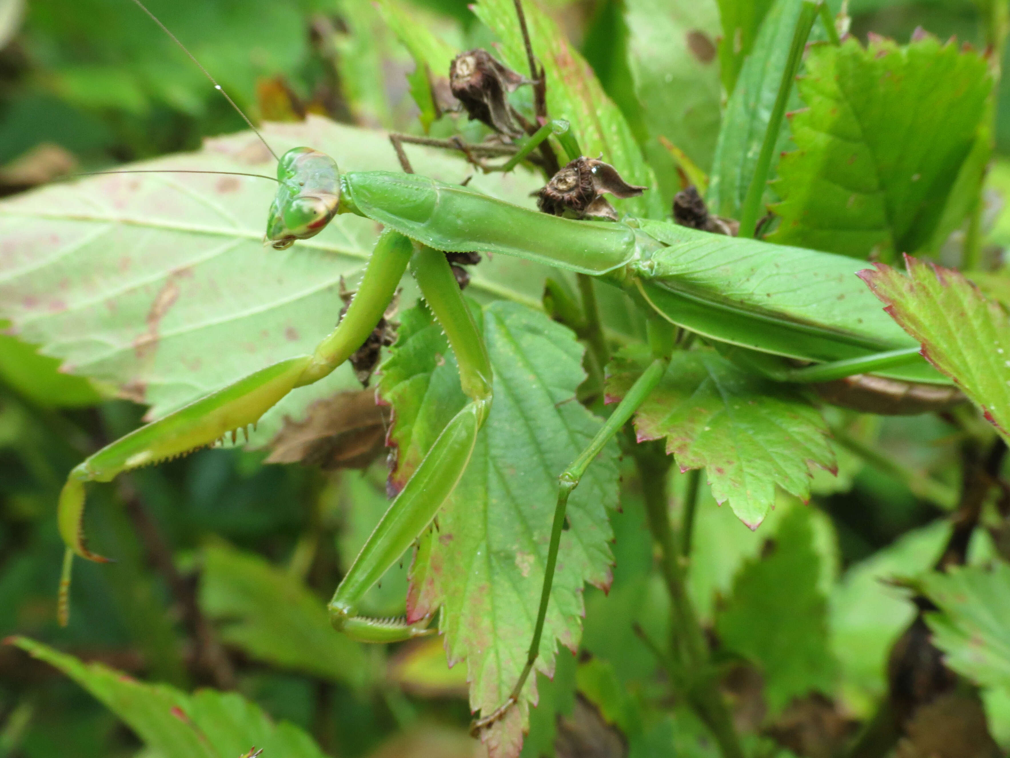 Image of Chinese mantis