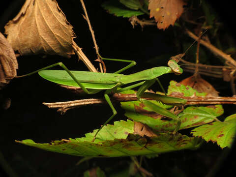 Image of Chinese mantis