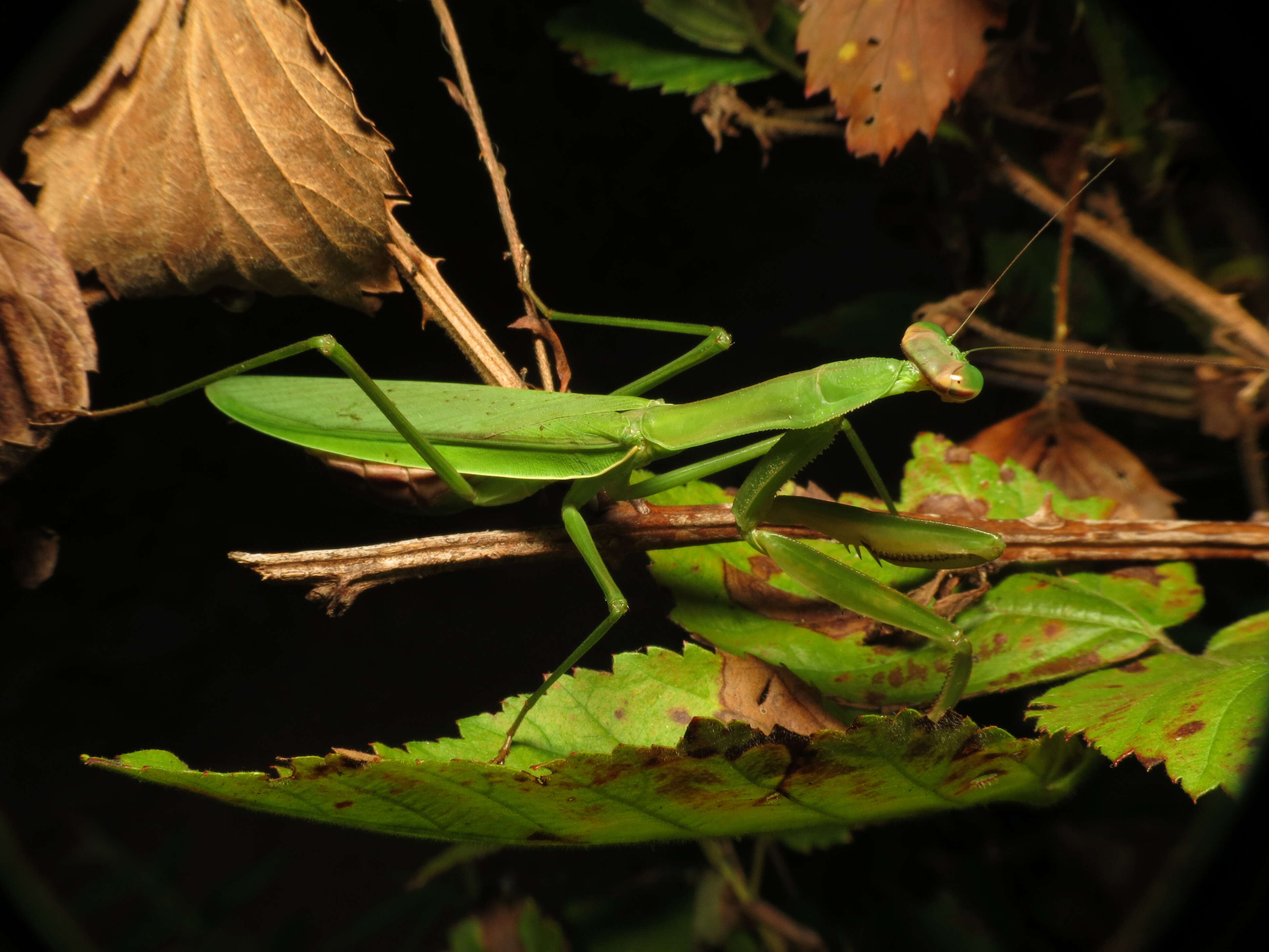 Image of Chinese mantis