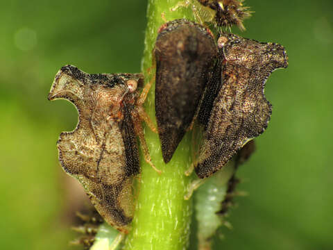 Image of Entylia carinata Forster