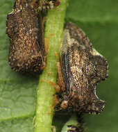 Image of Entylia carinata Forster