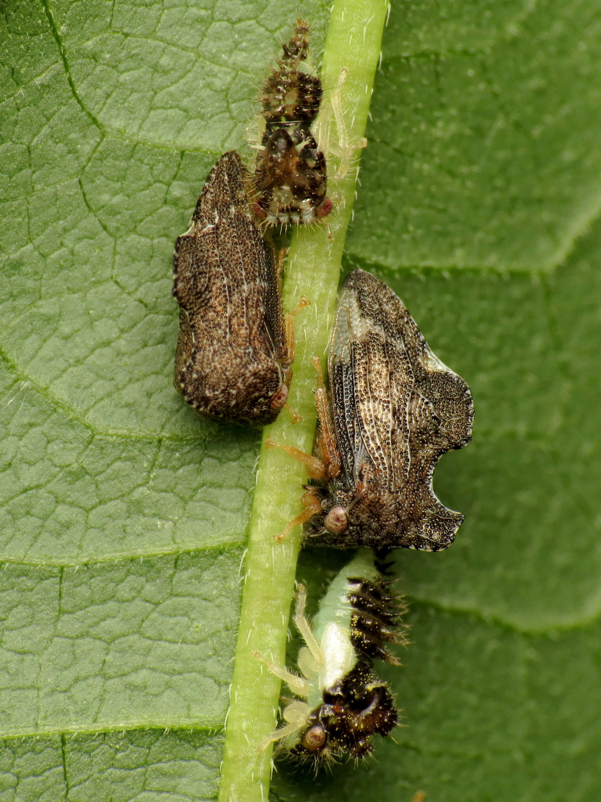 Image of Entylia carinata Forster