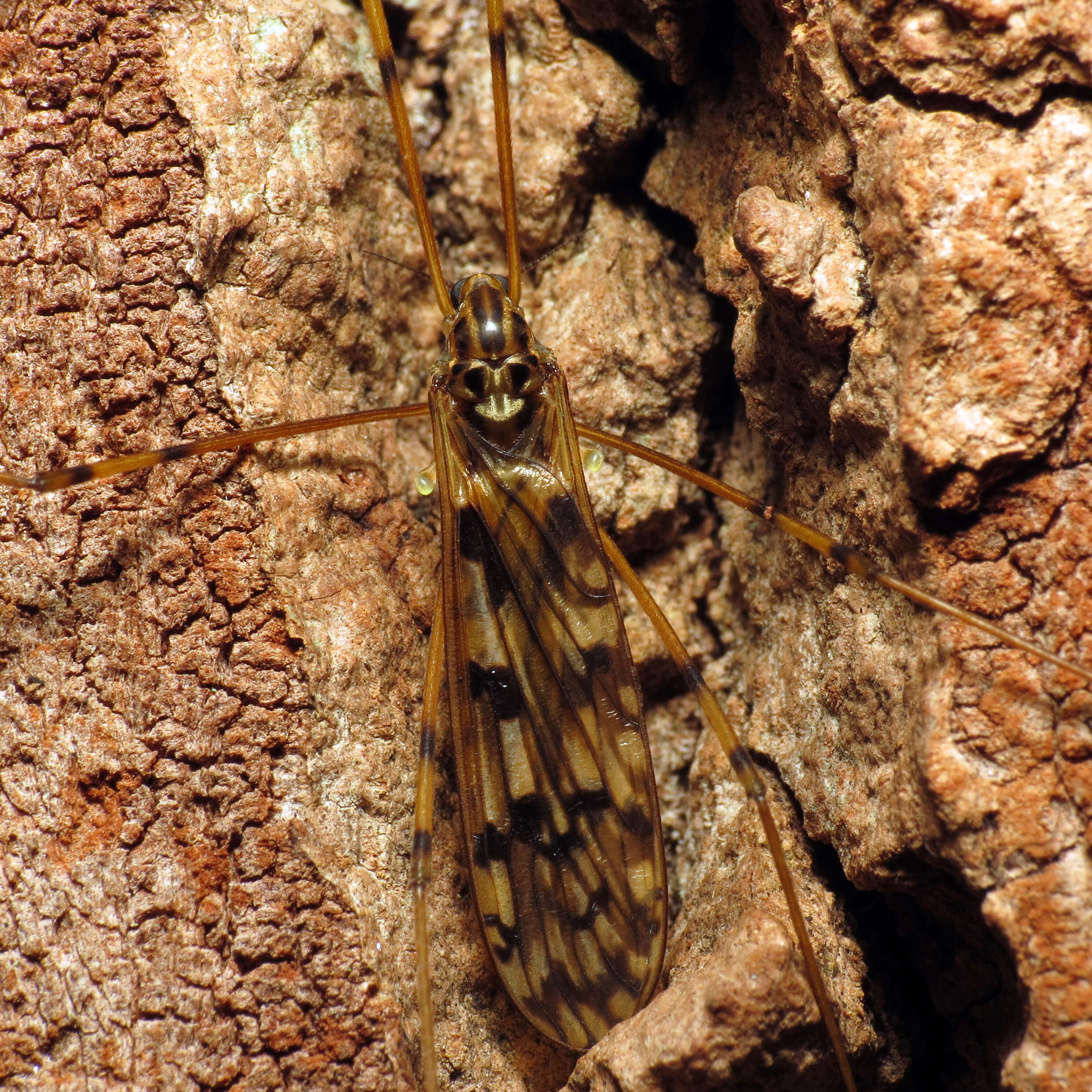 Image of Tipula (Pterelachisus) trivittata Say 1823