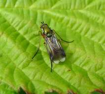 Image of Poecilobothrus nobilitatus (Linnaeus 1767)