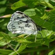 Image of marbled white