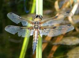 Image of Four-spotted Chaser