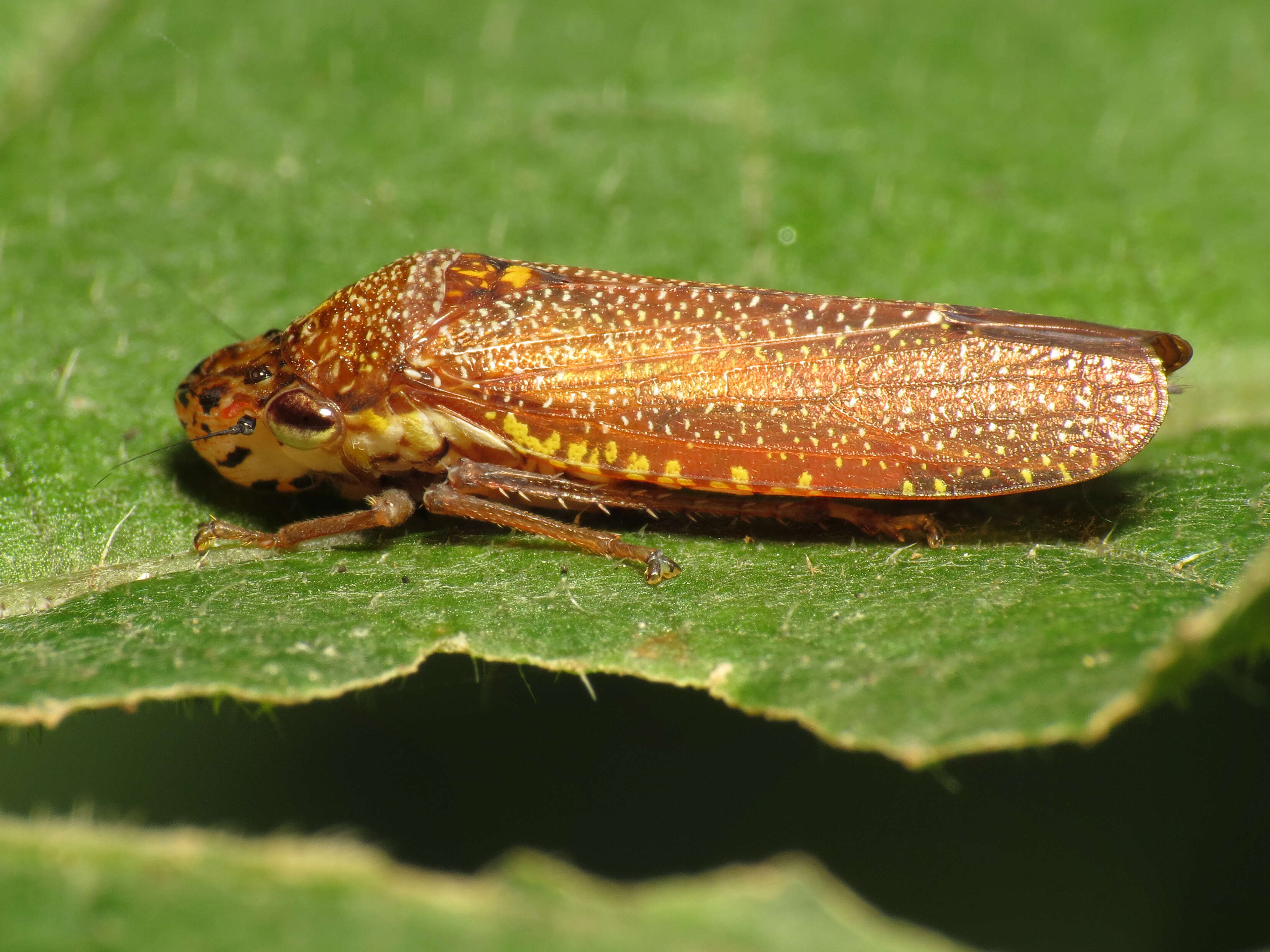 Image de Paraulacizes irrorata (Fabricius 1794)