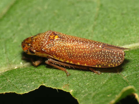 Image of Speckled Sharpshooter