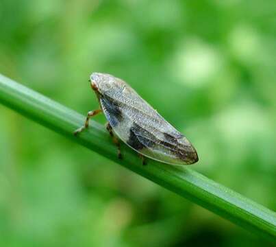 Image of European Alder Spittlebug