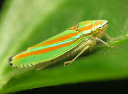 Image of Graphocephala versuta (Say 1830)