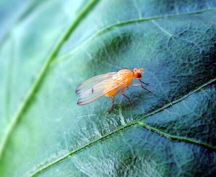 Image of lauxaniid flies