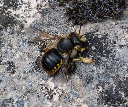 Image of wool-carder bee