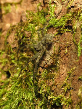 Image of Whitebanded Fishing Spider